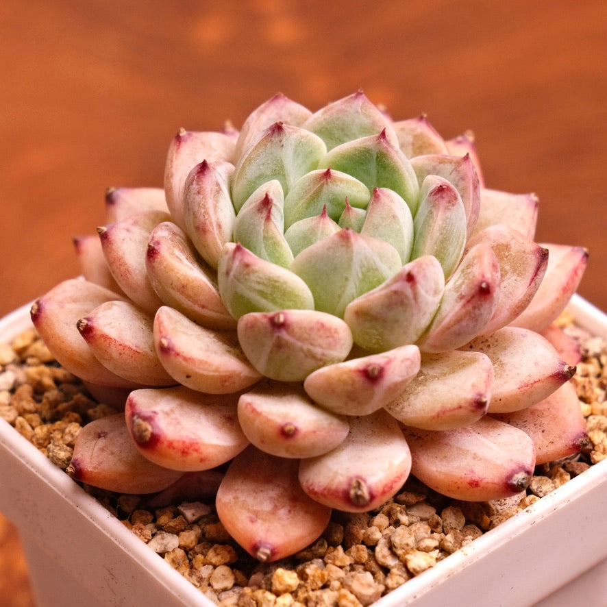 Echeveria Dango Imported Succulent Plant