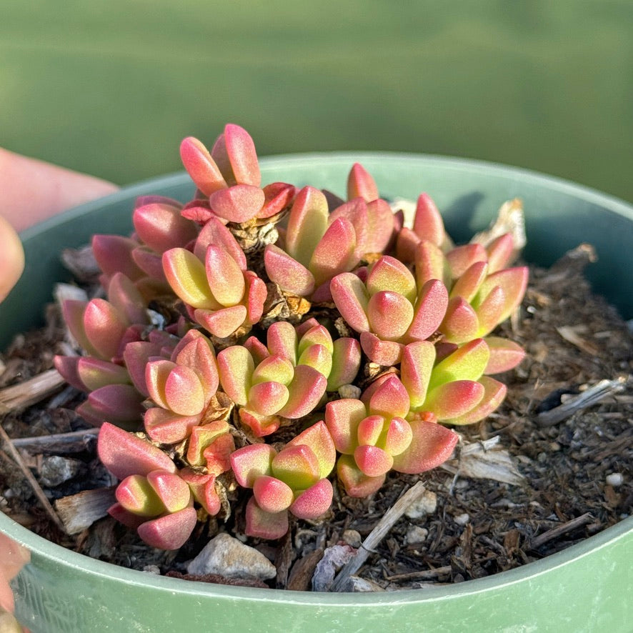 Ice Plant Succulent