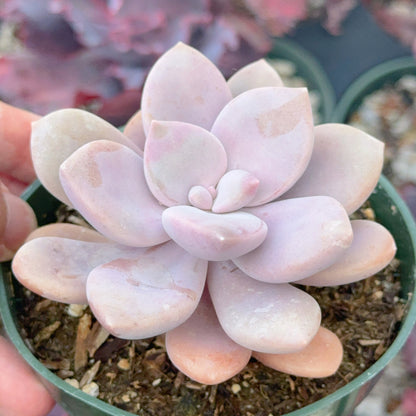 Graptopetalum Murasaki Succulent Plant