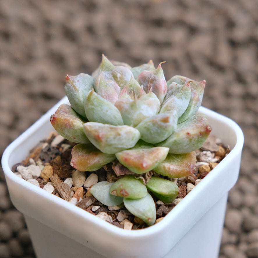 Echeveria Ruby Star (changhee hybrid) Imported Succulent Plant