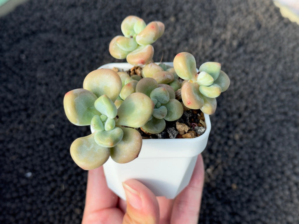 Graptosedum Miul Succulent Plant