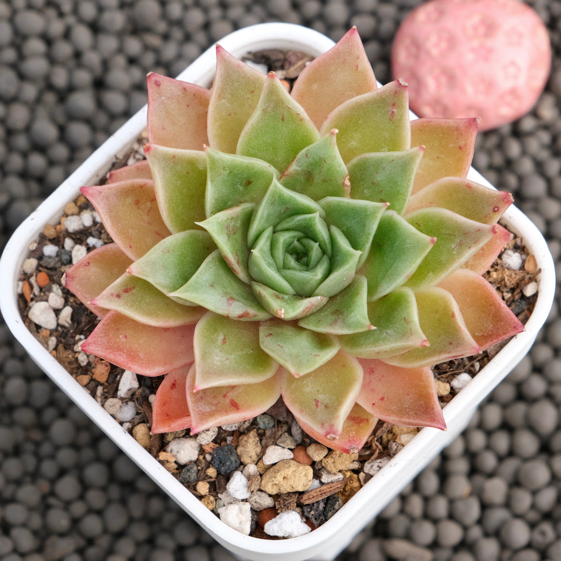 Echeveria Lime Sweet Korean Succulent Plant Changhee Hybrid