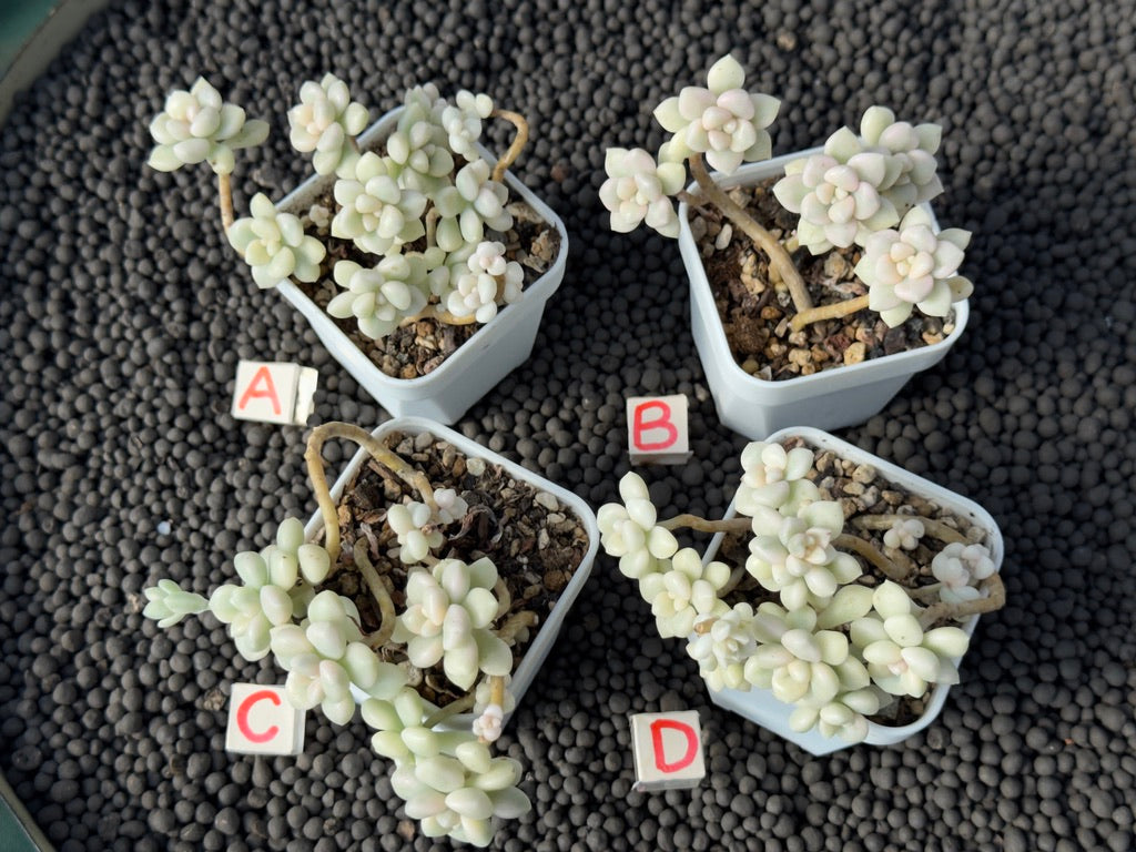 Variegated Graptopetalum Mendozae Imported Succulent Plant