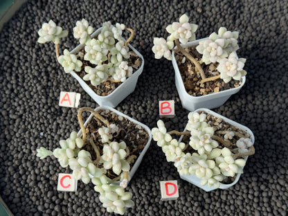 Variegated Graptopetalum Mendozae Imported Succulent Plant