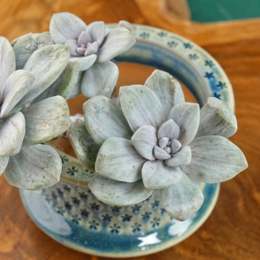 Variegated Graptopetalum Silverbumm cluster Korean Succulent Plant