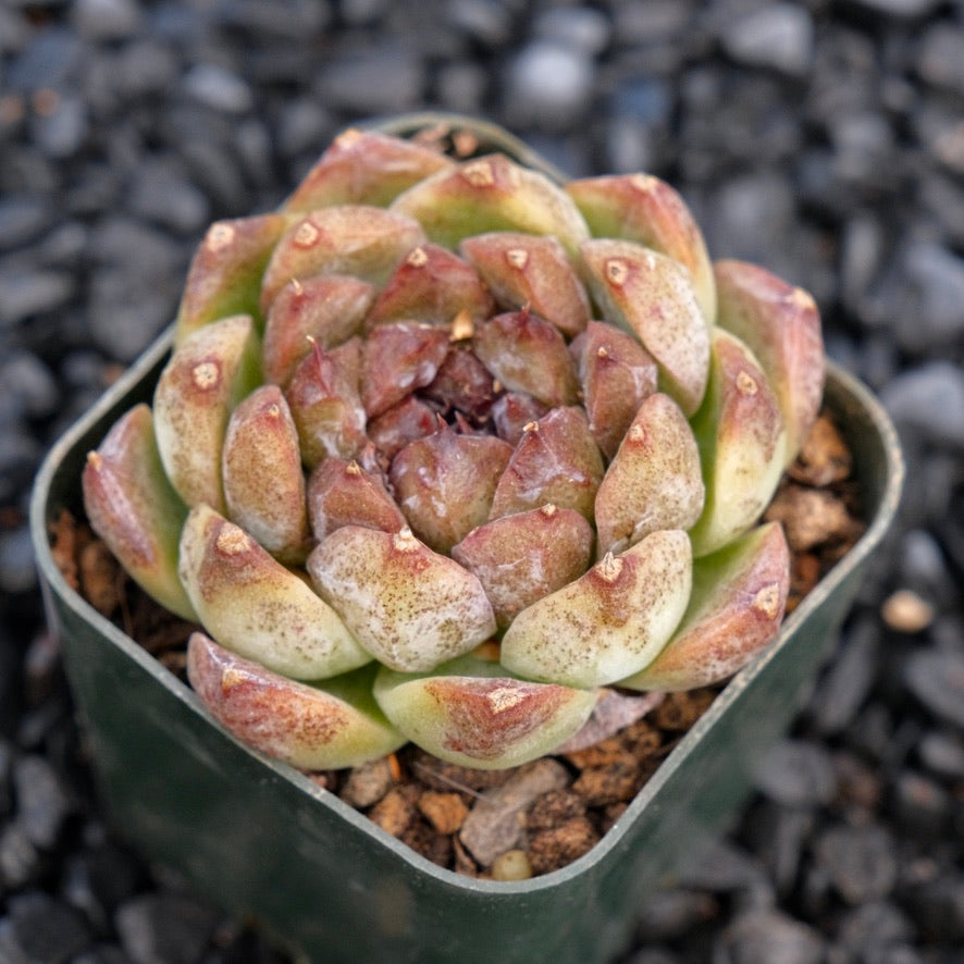 Echeveria Angel&