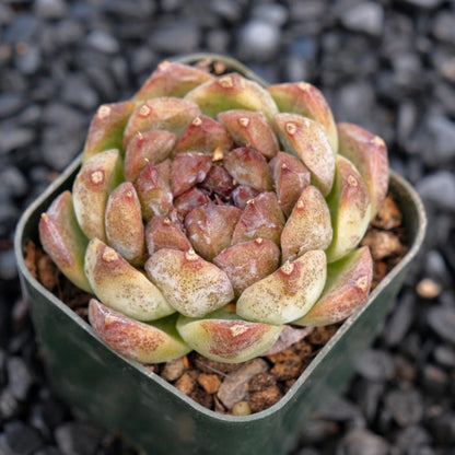 Echeveria Angel&