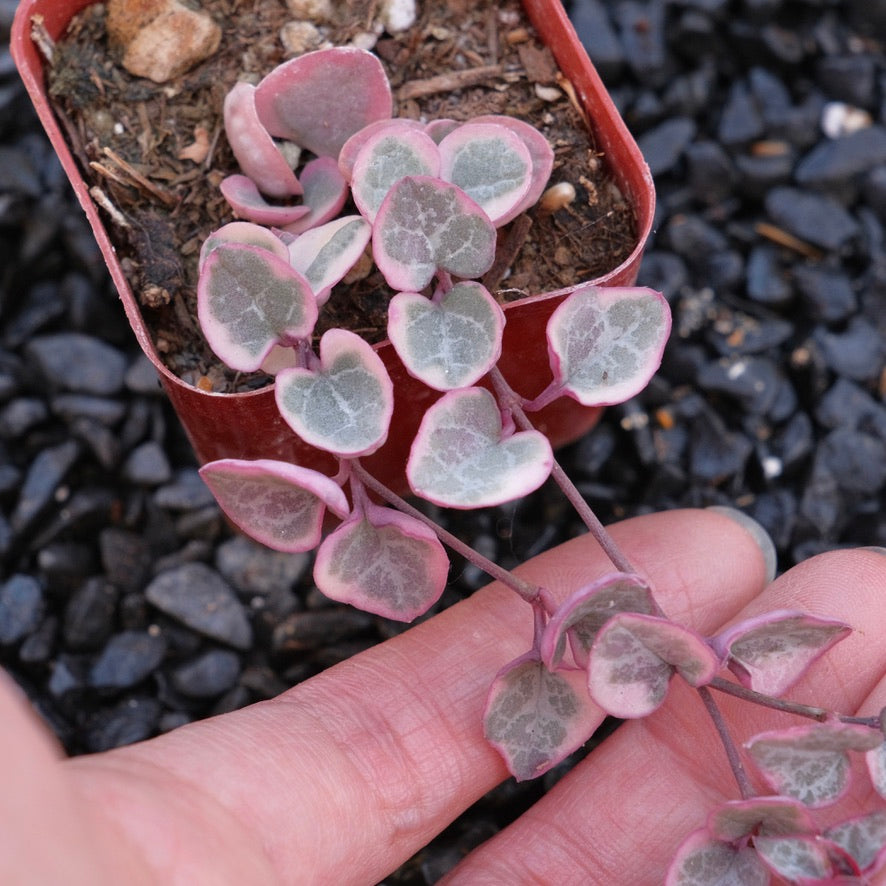 2 inch Variegated String of Hearts Succulent Plant