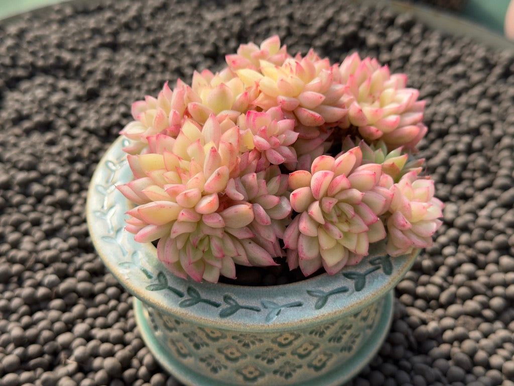 Variegated Echeveria Mebina Imported Succulent Plant