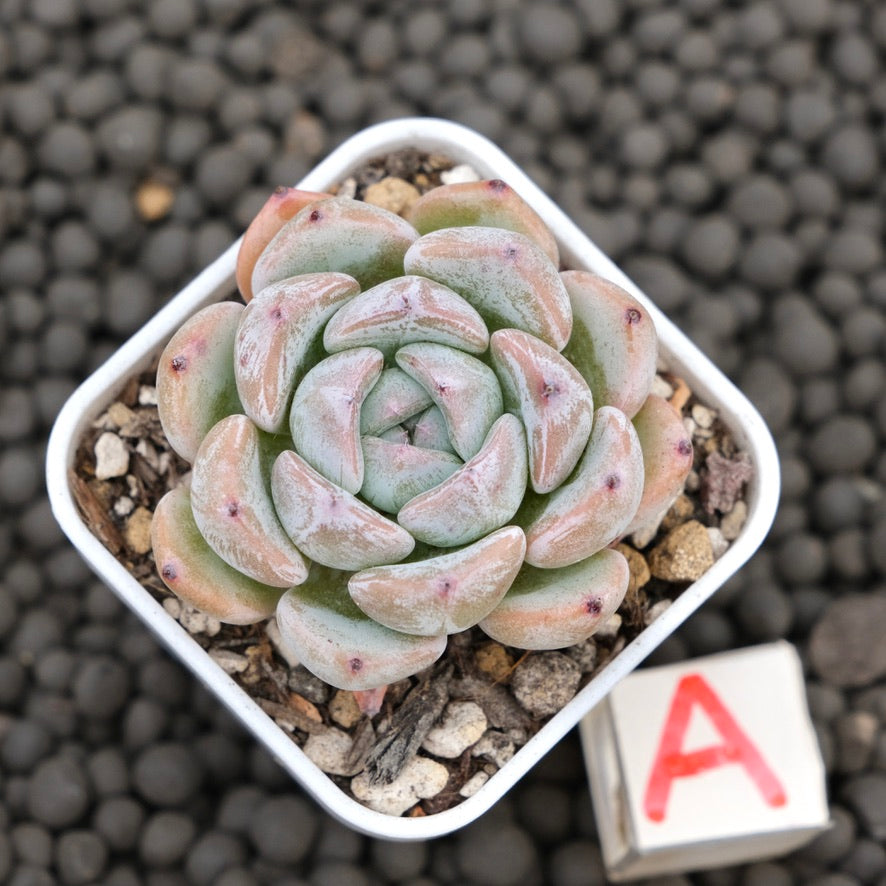 Echeveria Sunsu Korean Succulent Plant Hwaga Hybrid