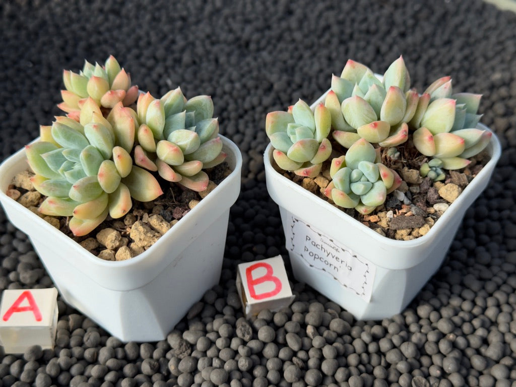 Pachyveria Popcorn Imported Succulent Plant