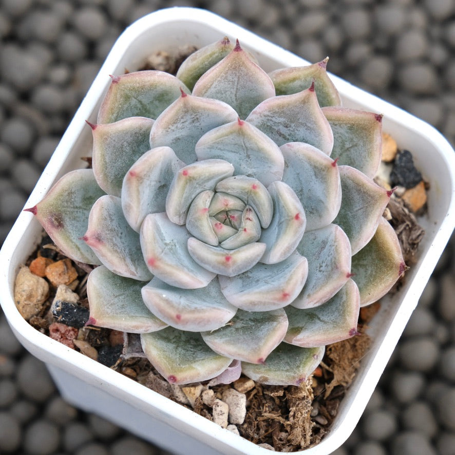 Echeveria Erica Korean Succulent Plant Hwaga Hybrid