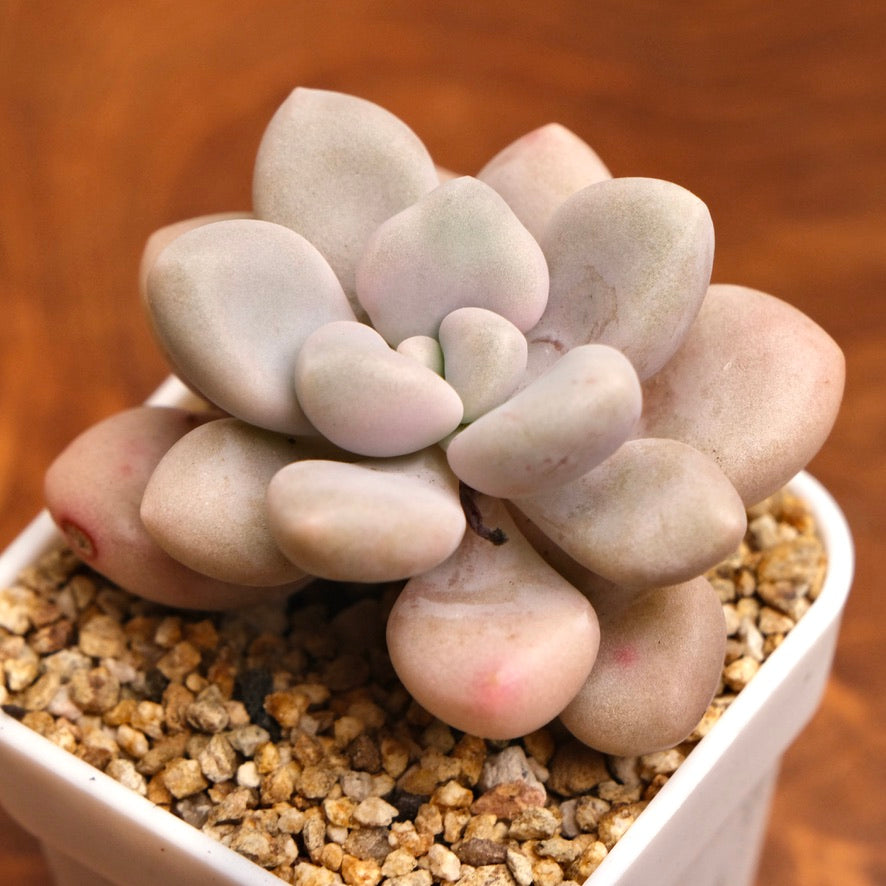 Graptopetalum Ellen Imported Succulent Plant