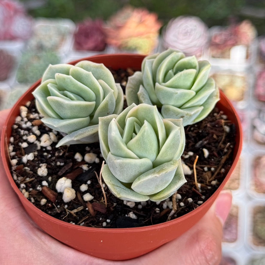 Graptoveria Lovely Rose Succulent Plant