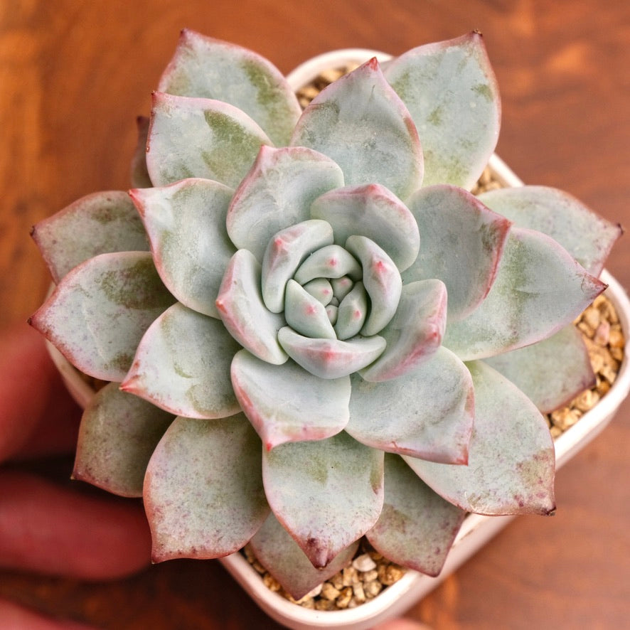 Echeveria Blue Bird Korean Succulent Plant