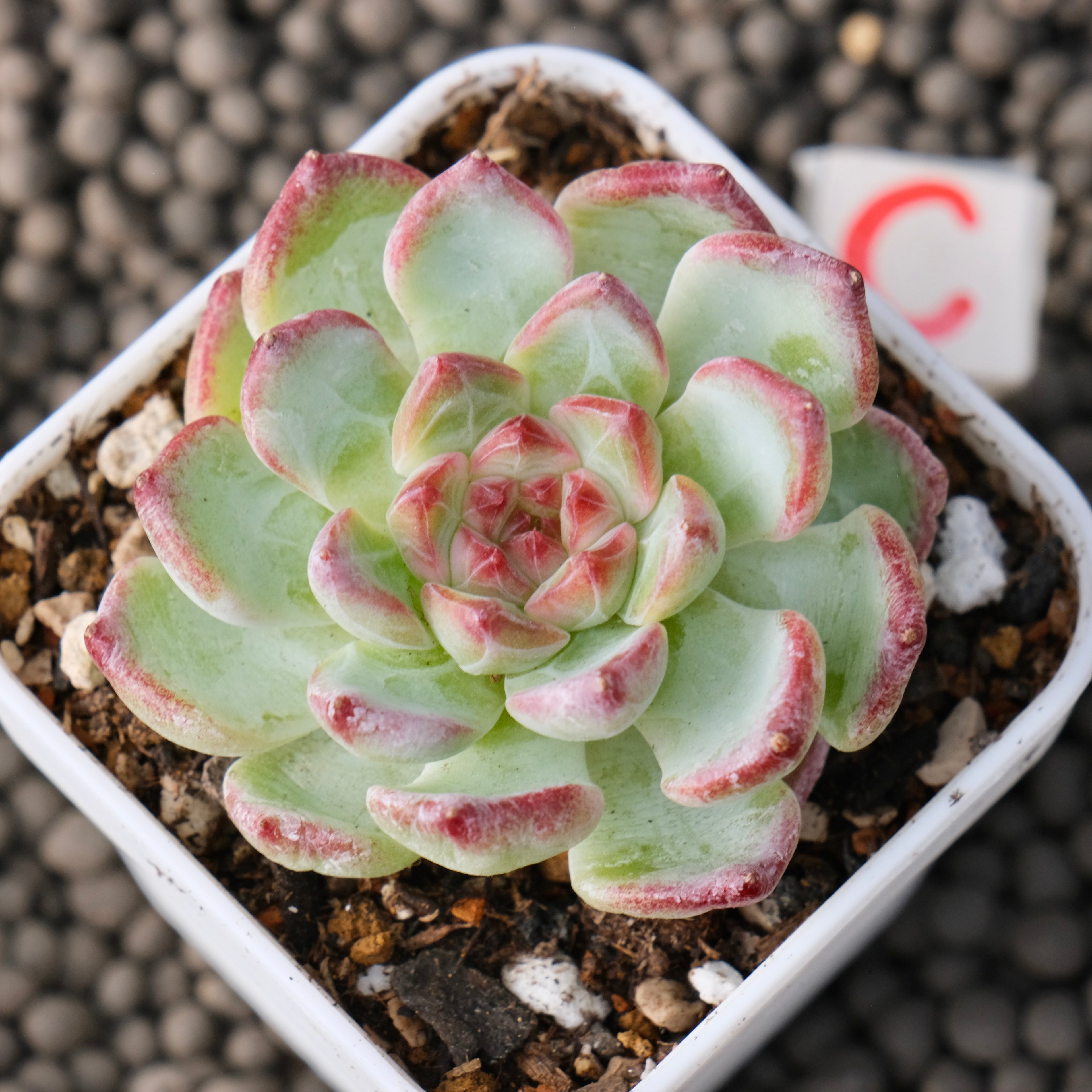 Echeveria Monroe x Sarahime Korean Succulent Plant New Changhee Hybrid