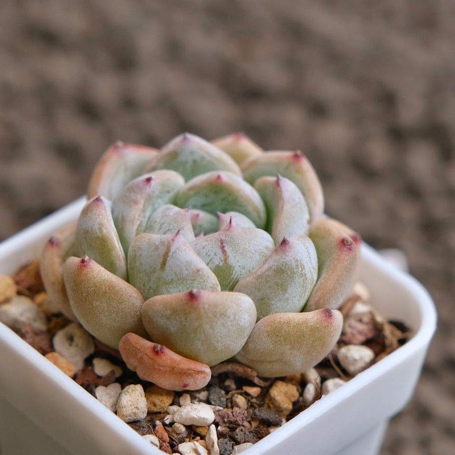 Echeveria Sunsu Imported Succulent Plant - B