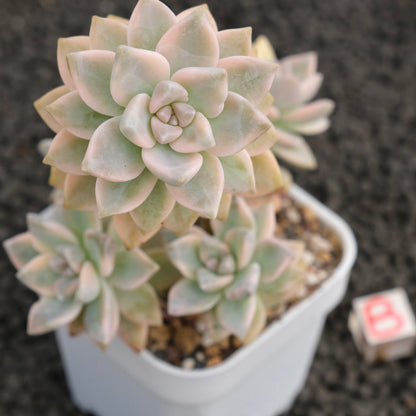 Variegated Graptosedum Ghosty Imported Succulent Plant