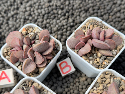 Adromischus &