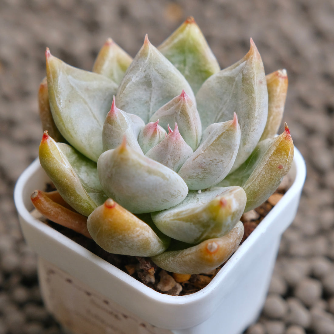 Echeveria Toli x Tapalpa Korean Succulent Plant - A