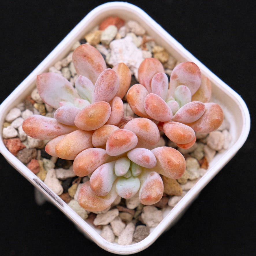 Pachyveria Venus Korean Succulent Plant