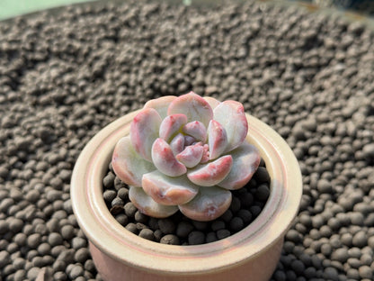 Echeveria Mochi Monroe Imported Succulent Plant
