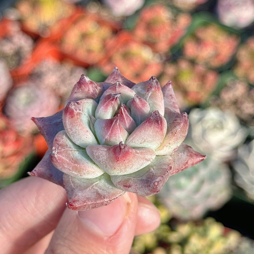 Echeveria Betelgeuse Succulent Plant *New* E