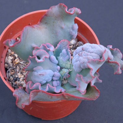 Echeveria Phoenix - Very Rare Dick Wright Hybrid