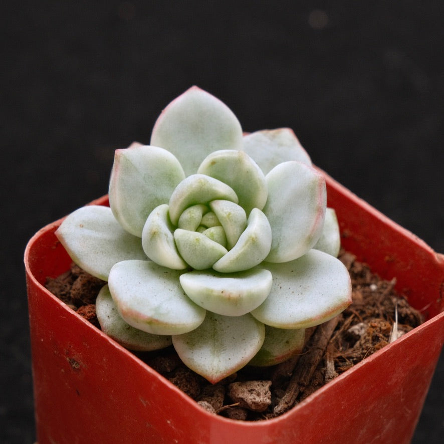 Variegated Sedeveria Pudgy Korean Succulent Plant