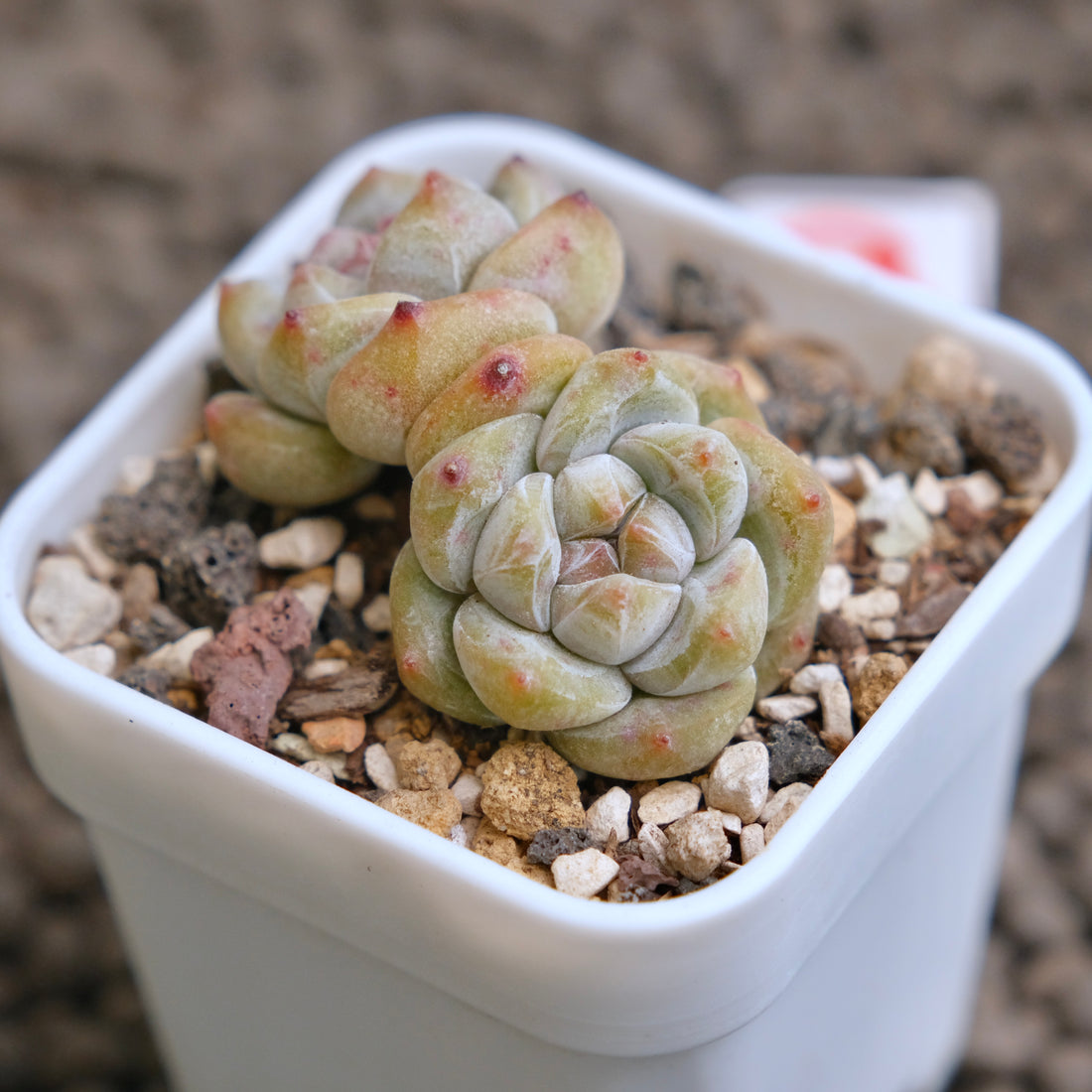 Echeveria Hoshikage Imported Succulent Plant - B