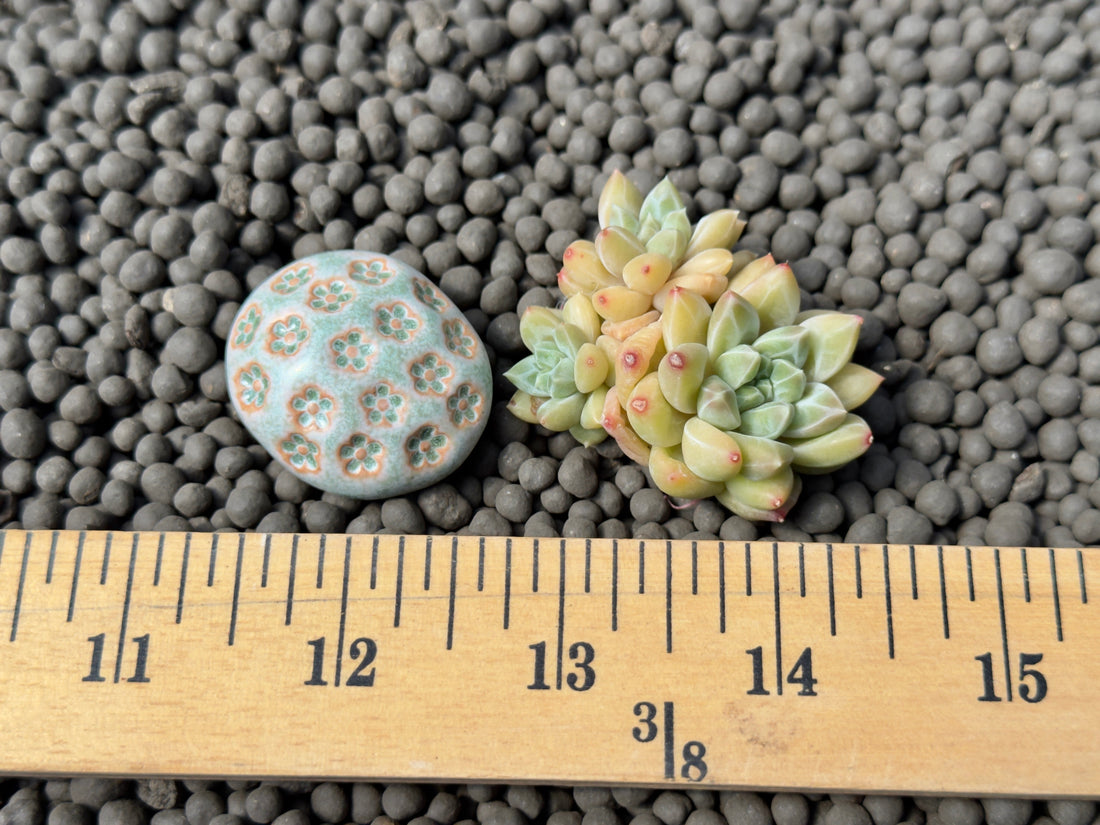 Pachyveria Unicorn cluster Korean Succulent Plant Changhee hybrid