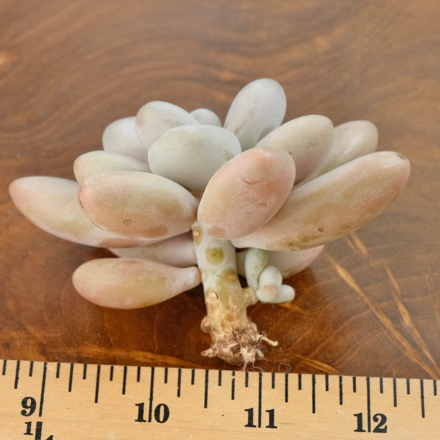 Big Graptopetalum Pink One Korean Succulent Plant