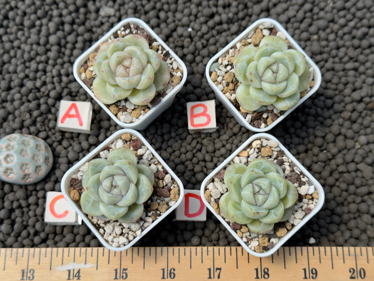 Echeveria Silky Korean Succulent Plant Hwaga Hybrid