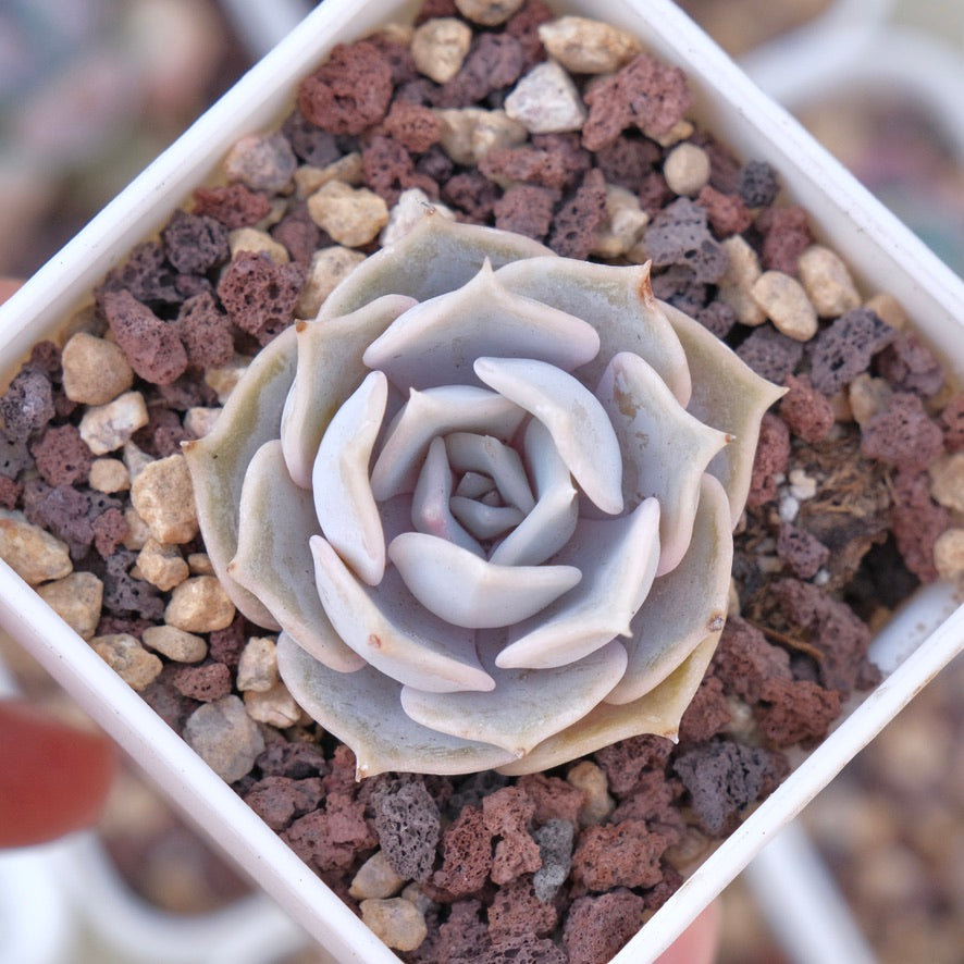 Echeveria Lilacina Succulent Plant