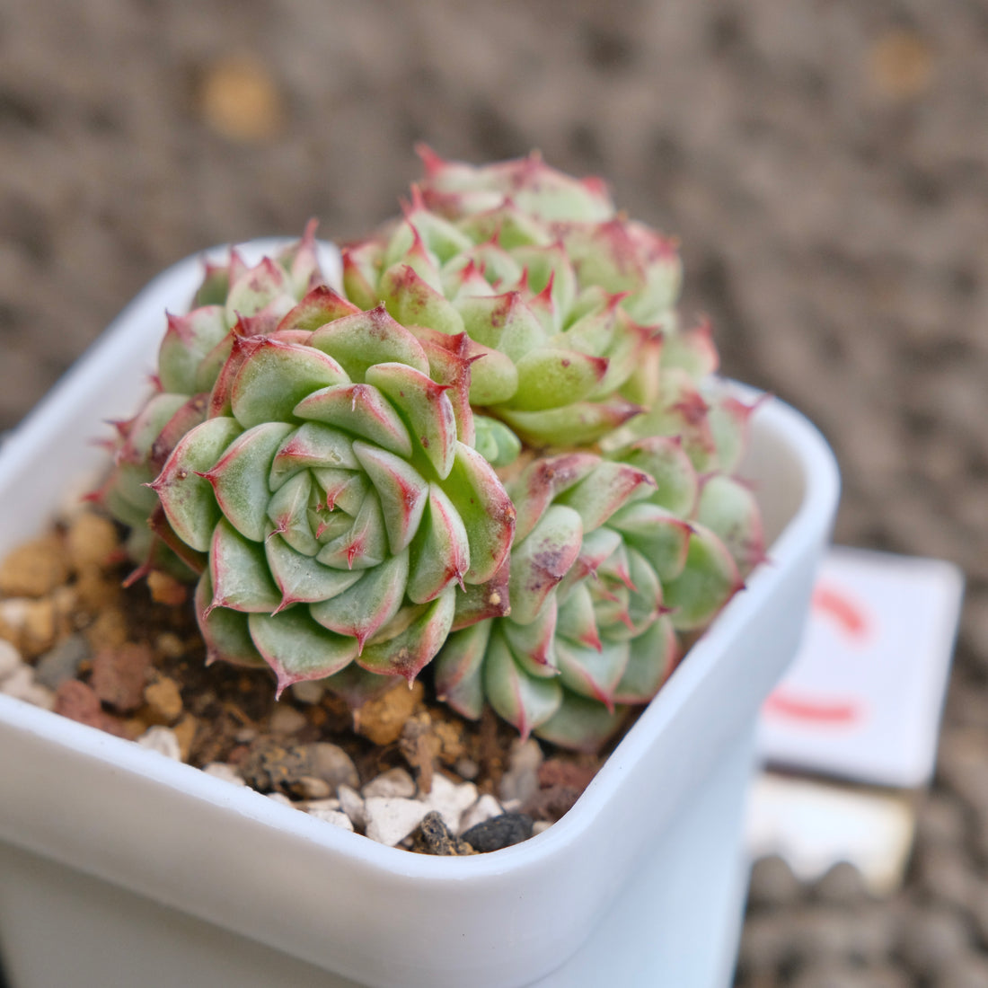 Echeveria Devil Jelly cluster Succulent Plant - C