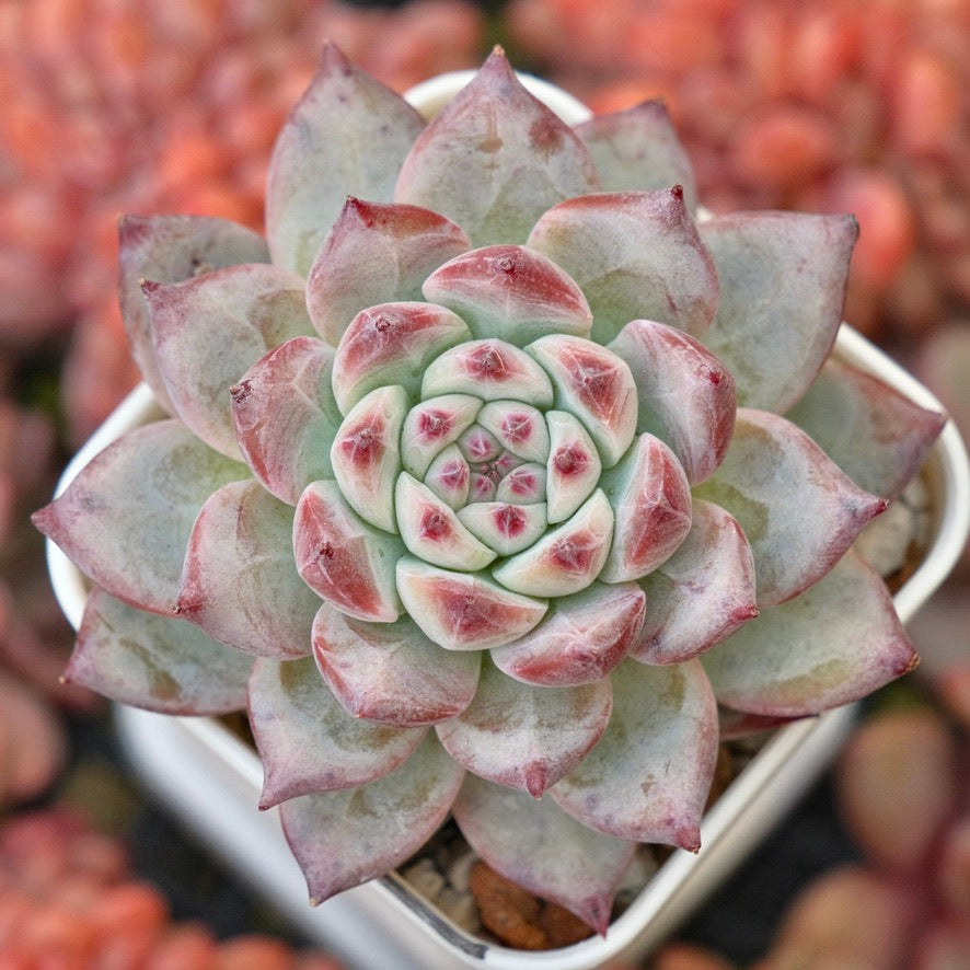 Echeveria Black Sabbath hybrid Korean Succulent Plant *New*