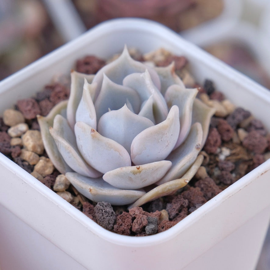 Echeveria Lilacina Succulent Plant