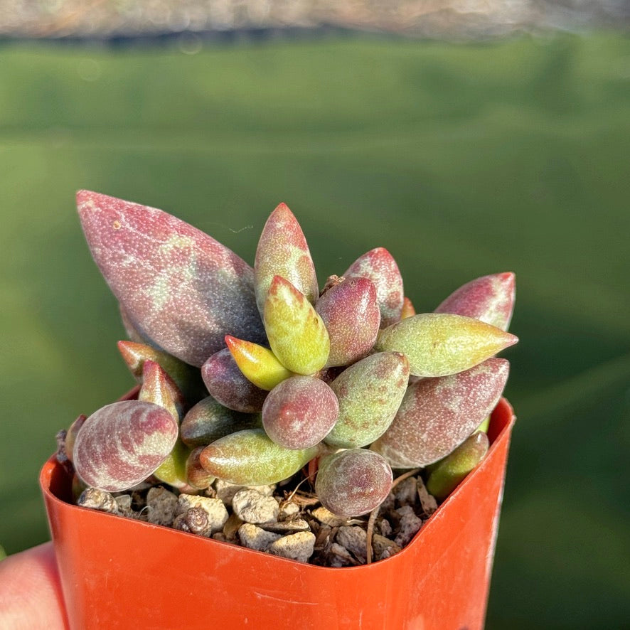 Adromischus sp Korean Succulent Plant