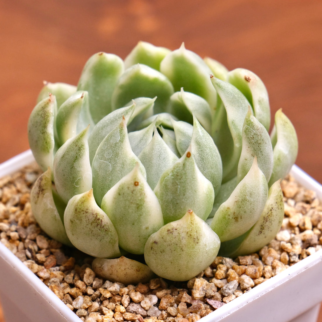 Variegated Echeveria Queen Maria Korean Succulent Plant