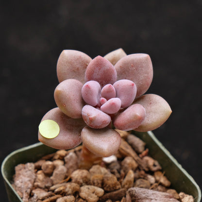 Graptosedum Indian Pink Korean Succulent Plant