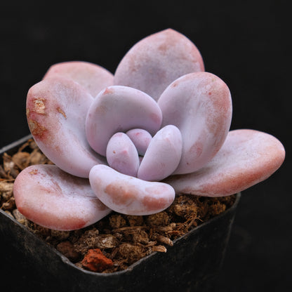 Pachyveria Laon Korean Succulent Plant