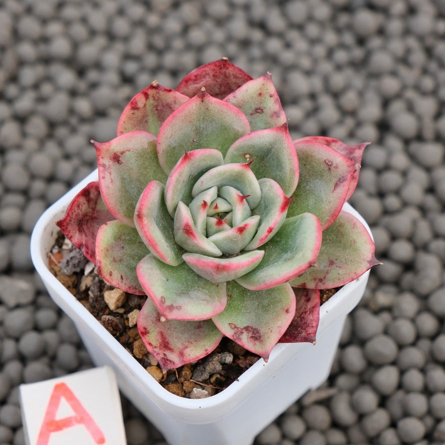 Echeveria Star Boss Imported Succulent Plant