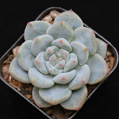 Pachyveria Apple Pink Korean Succulent Plant