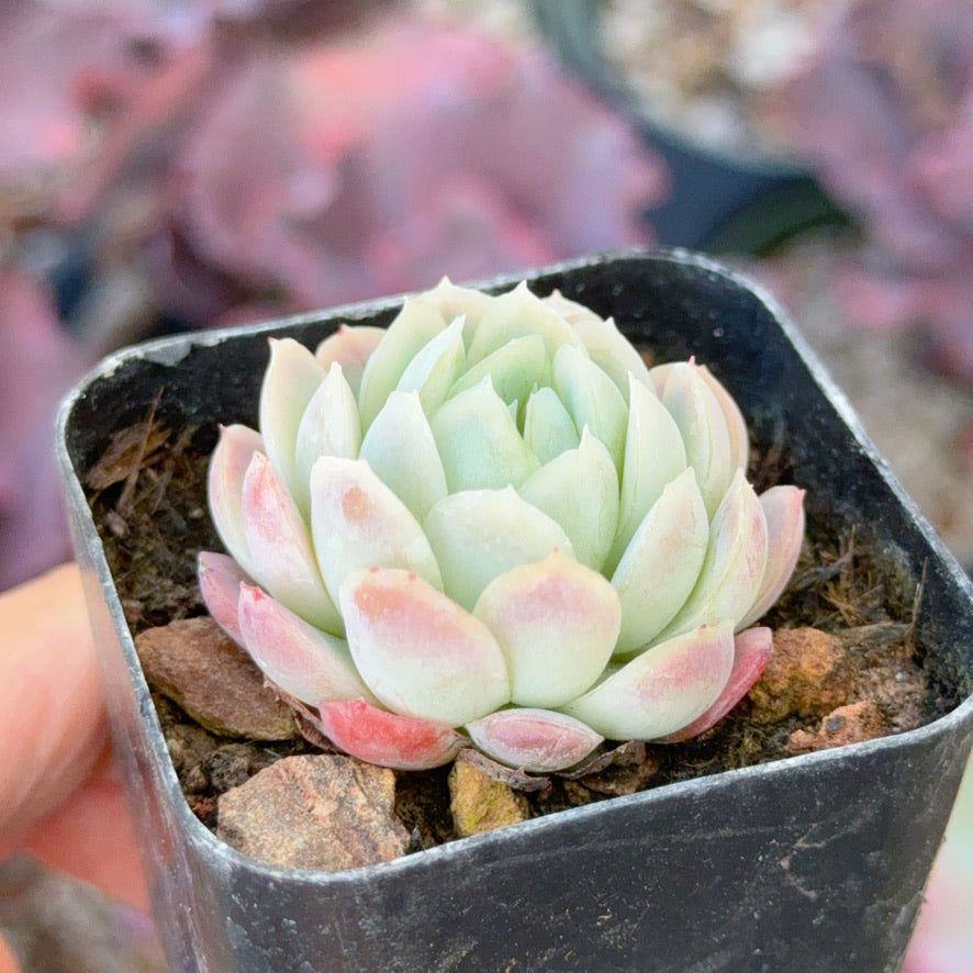 Echeveria elegans &