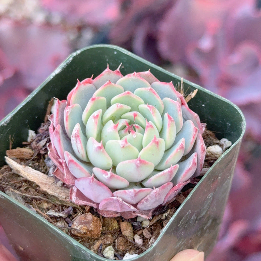 Echeveria minima hybrid Succulent Plant