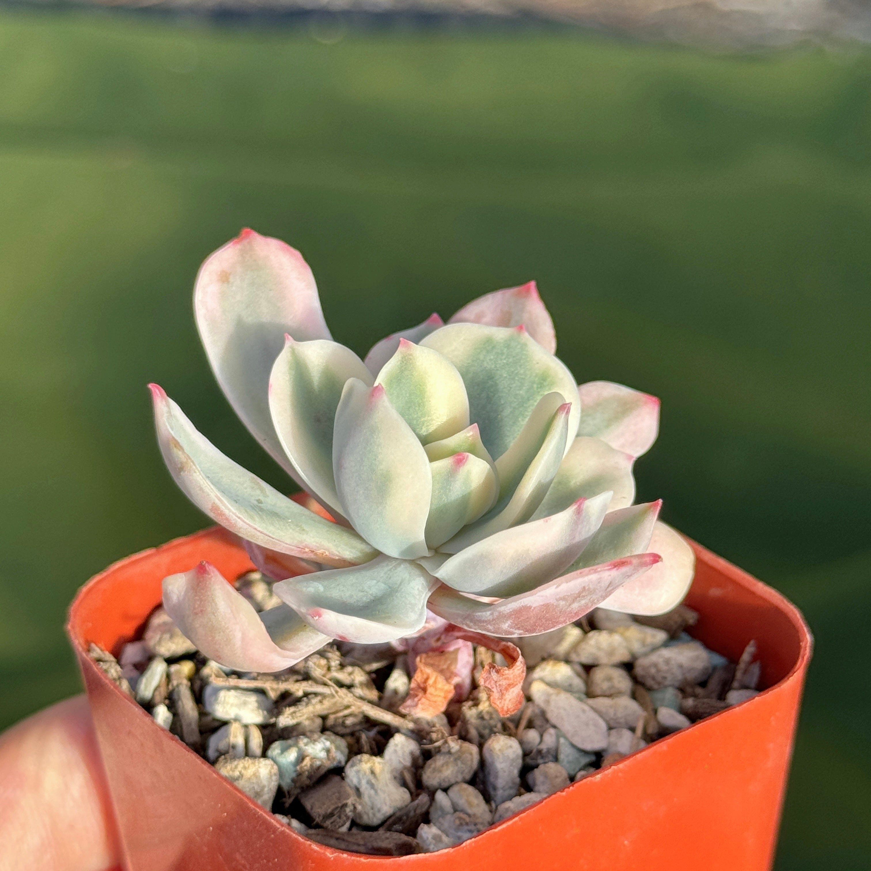 Variegated Echeveria secunda baby Korean Succulent Plant