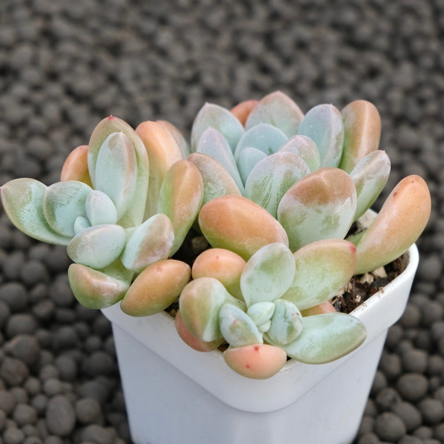 Pachyveria Muelleri Korean Succulent Plant