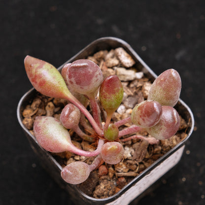 Adromischus Indian Clubs Korean Succulent Plant