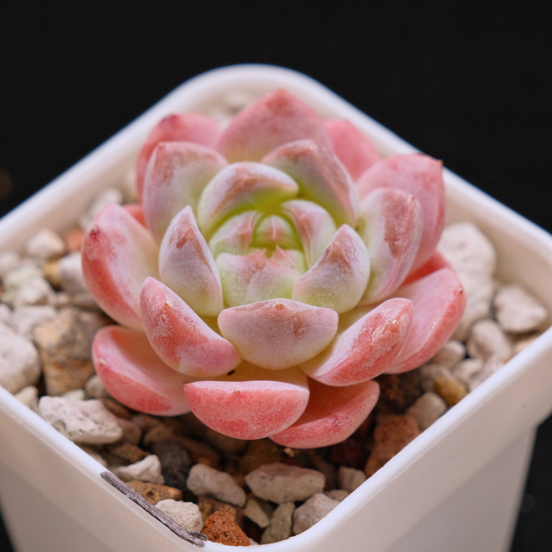 Echeveria Rosé Imported Succulent Plant *New* 月牙杂