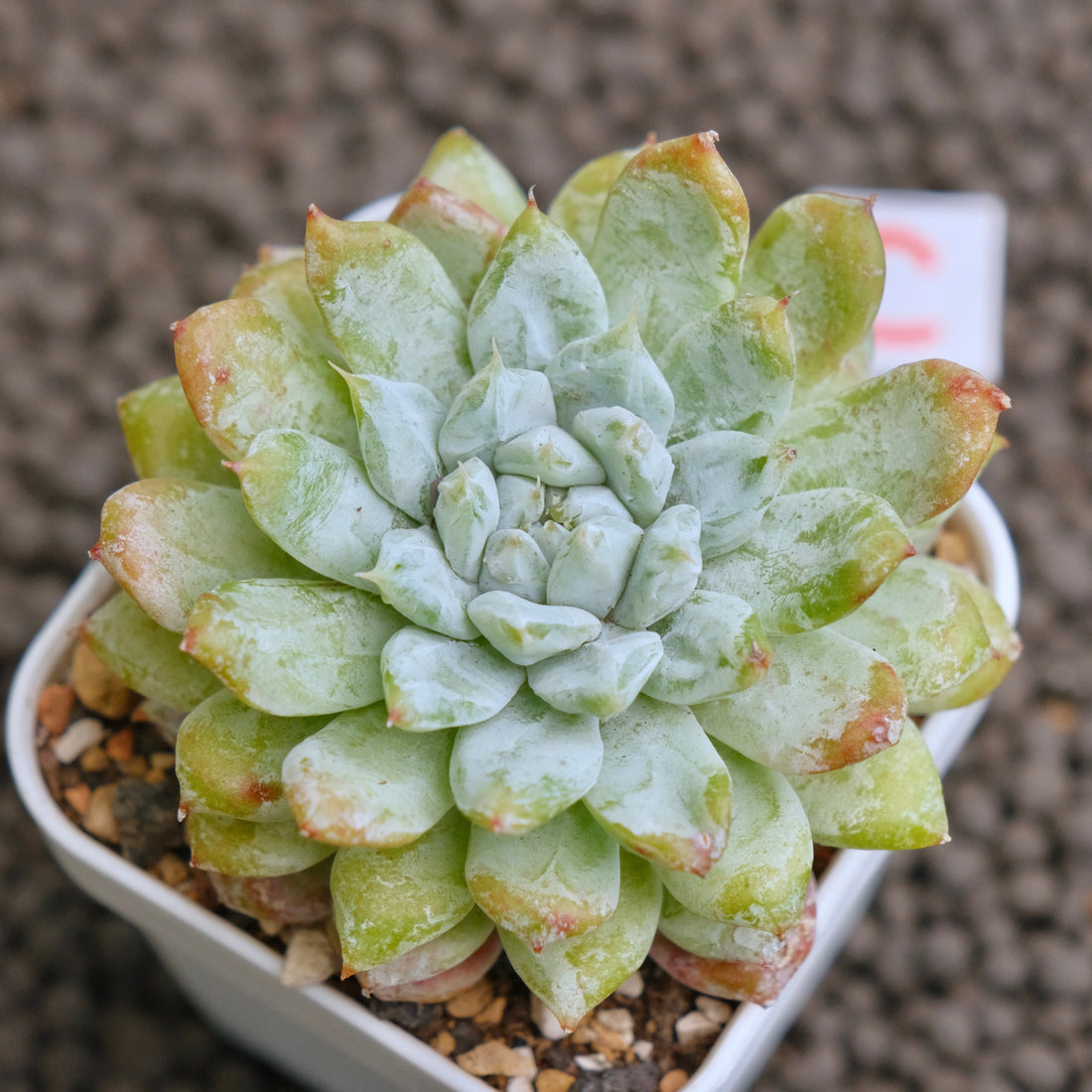 Echeveria Snow Peak Korean Succulent Plant - C